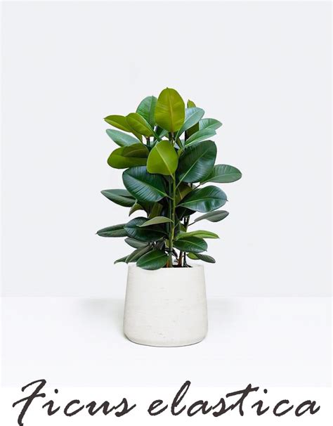 橡膠樹盆栽|印度橡膠樹 Ficus elastica｜家居植